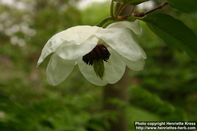 Photo: Magnolia wilsonii 3.