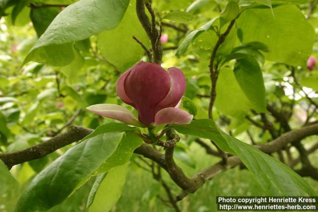 Photo: Magnolia x soulangeana 4.