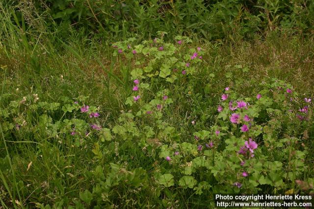 Photo: Malva sylvestris 14.