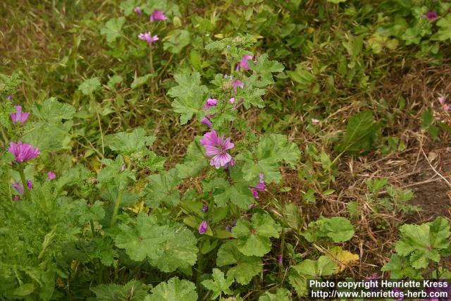 Photo: Malva sylvestris 16.