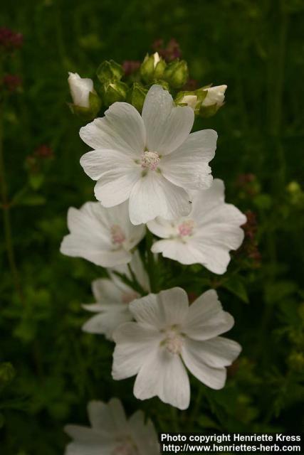 Photo: Malva moschata 8.