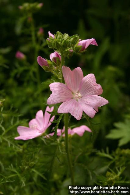 Photo: Malva moschata 9.