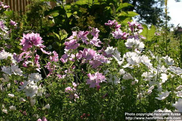 Photo: Malva moschata 12.