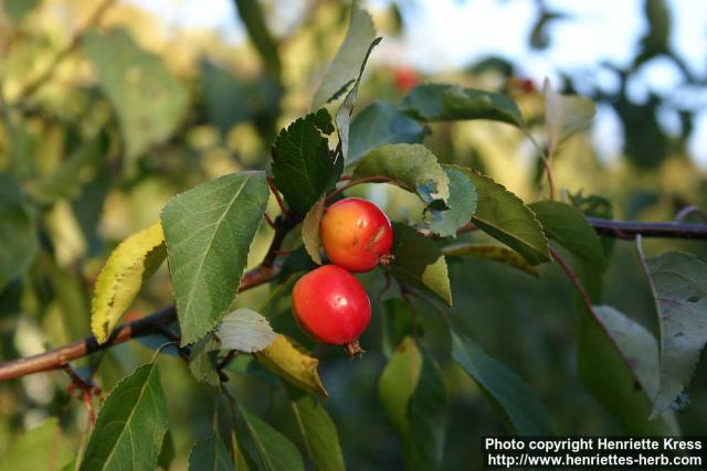 Photo: Malus x adstringens.