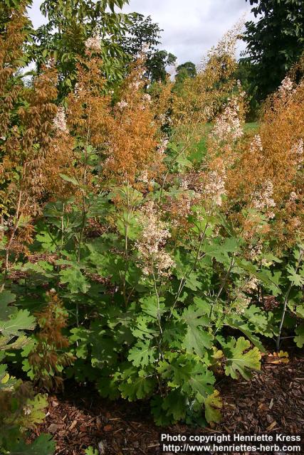 Photo: Macleaya cordata 1.