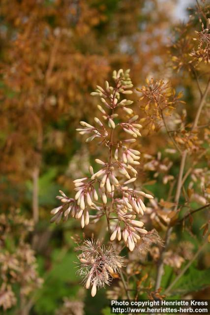 Photo: Macleaya cordata 3.