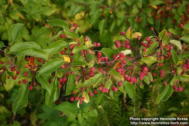 Photo: Malus toringo 10.