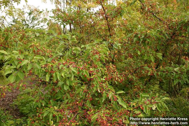 Photo: Malus toringo 11.