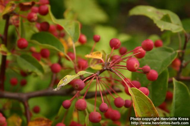 Photo: Malus toringo 12.