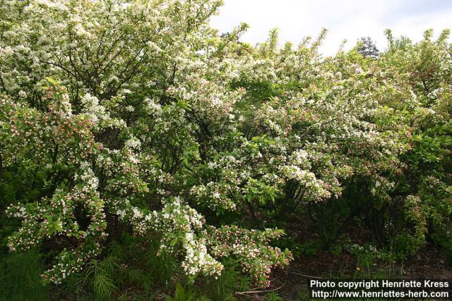 Photo: Malus toringo 5.