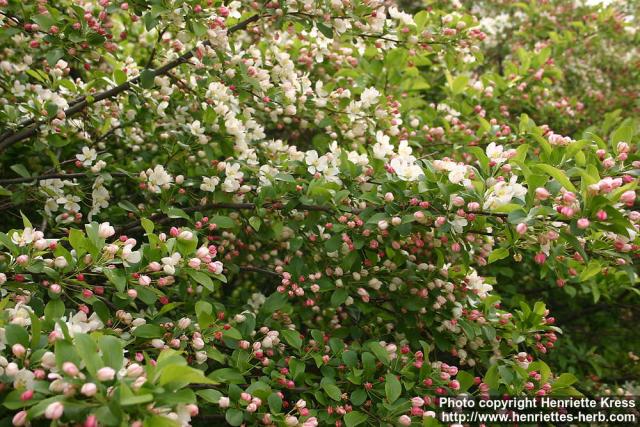 Photo: Malus toringo 6.