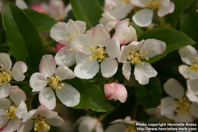 Photo: Malus toringo 8.