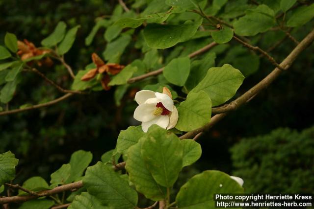 Photo: Magnolia sieboldii 5.