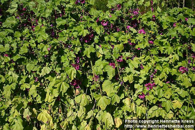 Photo: Malva sylvestris 18.