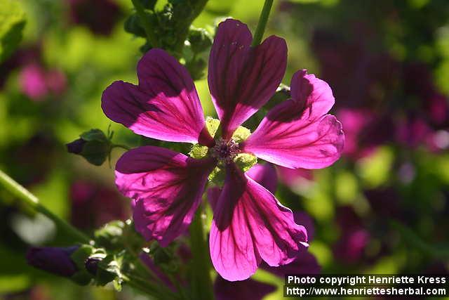 Photo: Malva sylvestris 22.