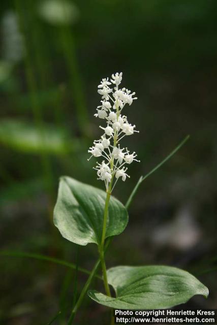 Photo: Maianthemum bifolium 6.