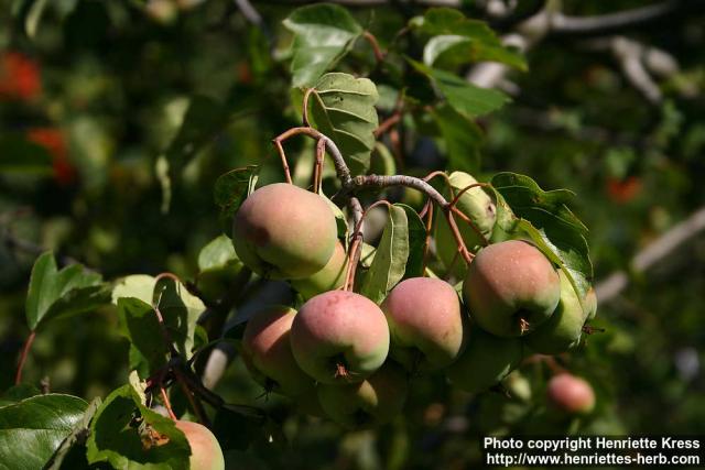 Photo: Malus coronaria 0.