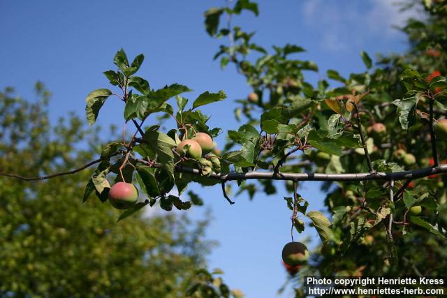 Photo: Malus coronaria 3.