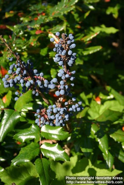 Photo: Mahonia aquifolium 08.