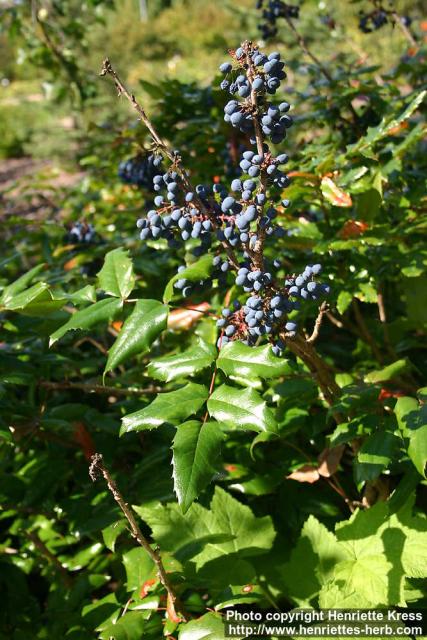 Photo: Mahonia aquifolium 10.