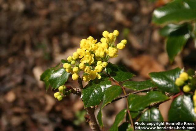 Photo: Mahonia aquifolium 12.