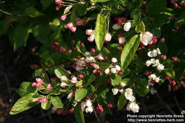 Photo: Malus toringo 15.