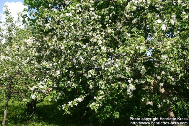 Photo: Malus pumila 17.