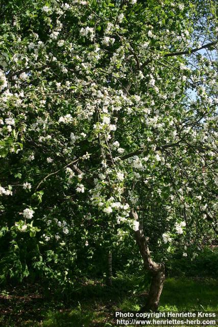 Photo: Malus pumila 18.