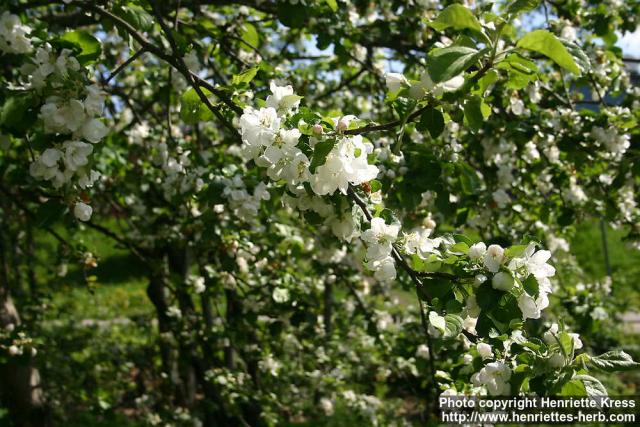 Photo: Malus pumila 19.