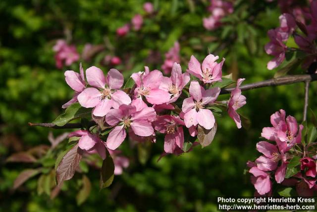 Photo: Malus pumila 22.