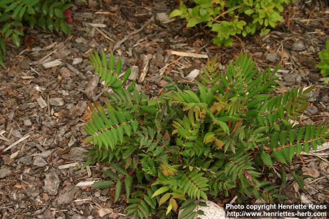 Photo: Mahonia nervosa 0.