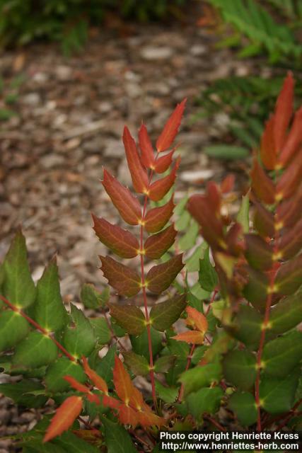 Photo: Mahonia nervosa 1.