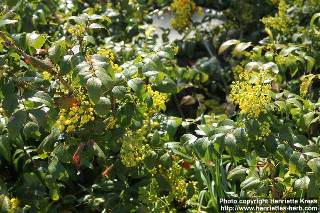 Photo: Mahonia aquifolium 15.