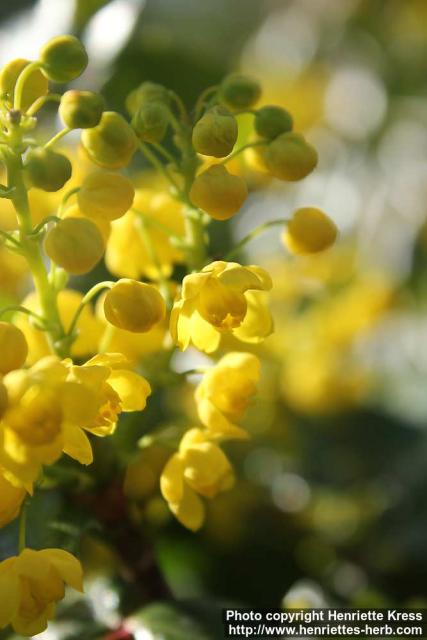 Photo: Mahonia aquifolium 16.