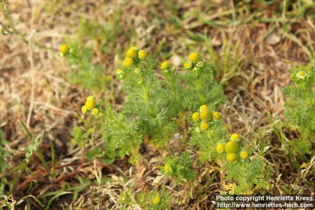 Photo: Matricaria matricarioides 6.