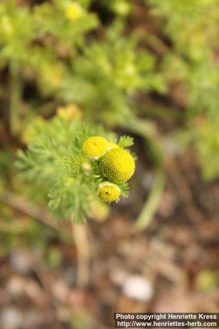 Photo: Matricaria matricarioides 7.