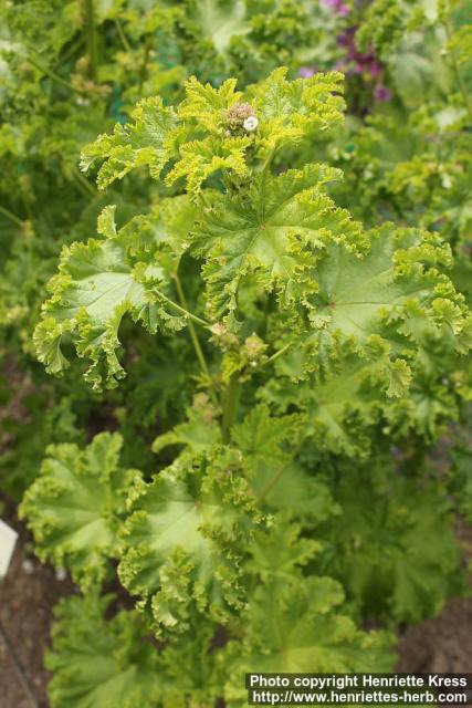 Photo: Malva verticillata 4.