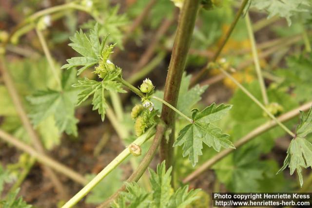 Photo: Malva oxyloba 2.