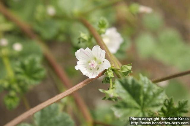 Photo: Malva pusilla 1.