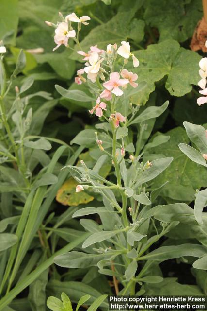 Photo: Matthiola incana 2.