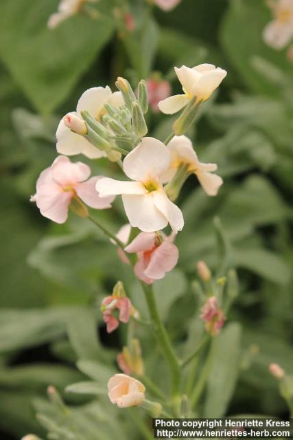 Photo: Matthiola incana 3.