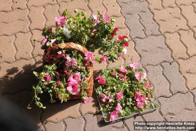 Photo: Lavatera trimestris 19.