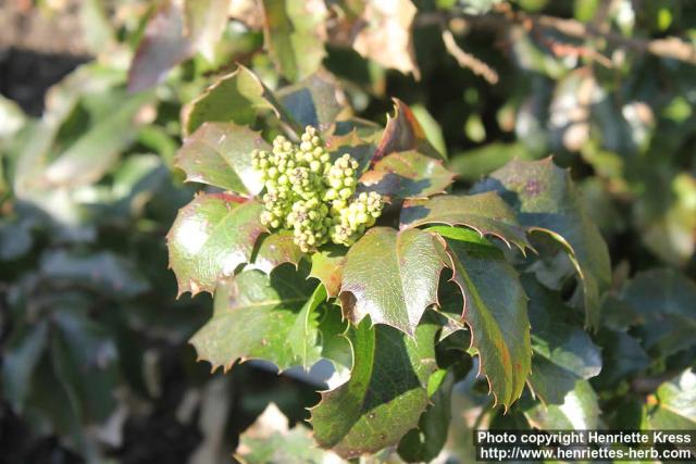 Photo: Mahonia aquifolium 21.