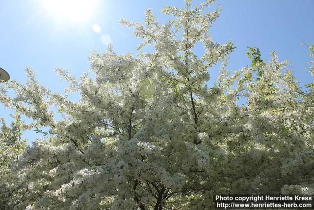 Photo: Malus toringo 25.