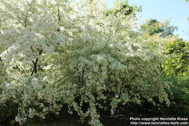 Photo: Malus toringo 26.