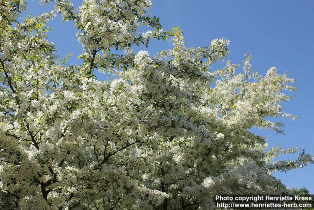 Photo: Malus toringo 29.