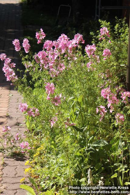 Photo: Malva moschata 17.