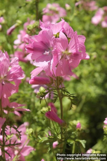 Photo: Malva moschata 18.