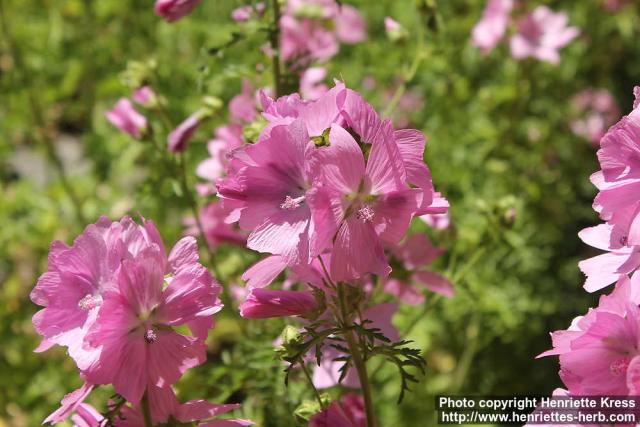 Photo: Malva moschata 19.