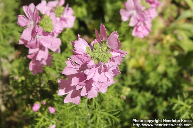 Photo: Malva moschata 20.